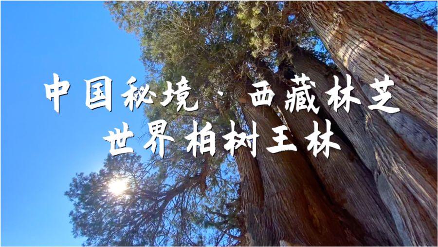 悬崖跳水运动